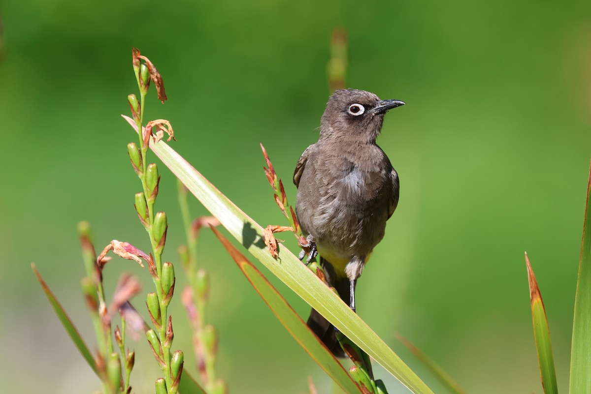 Cape Bulbul - ML645768889