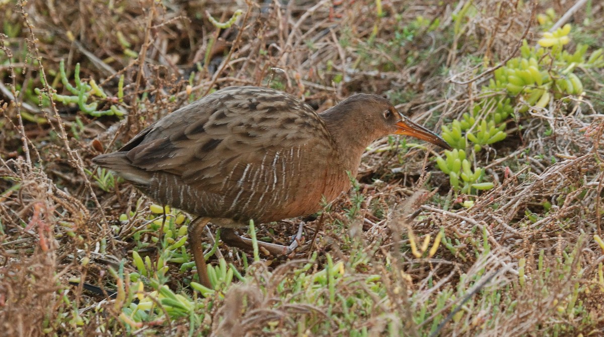 Ridgway's Rail - ML645768890