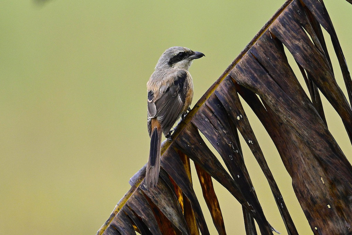 Long-tailed Shrike - ML645768891