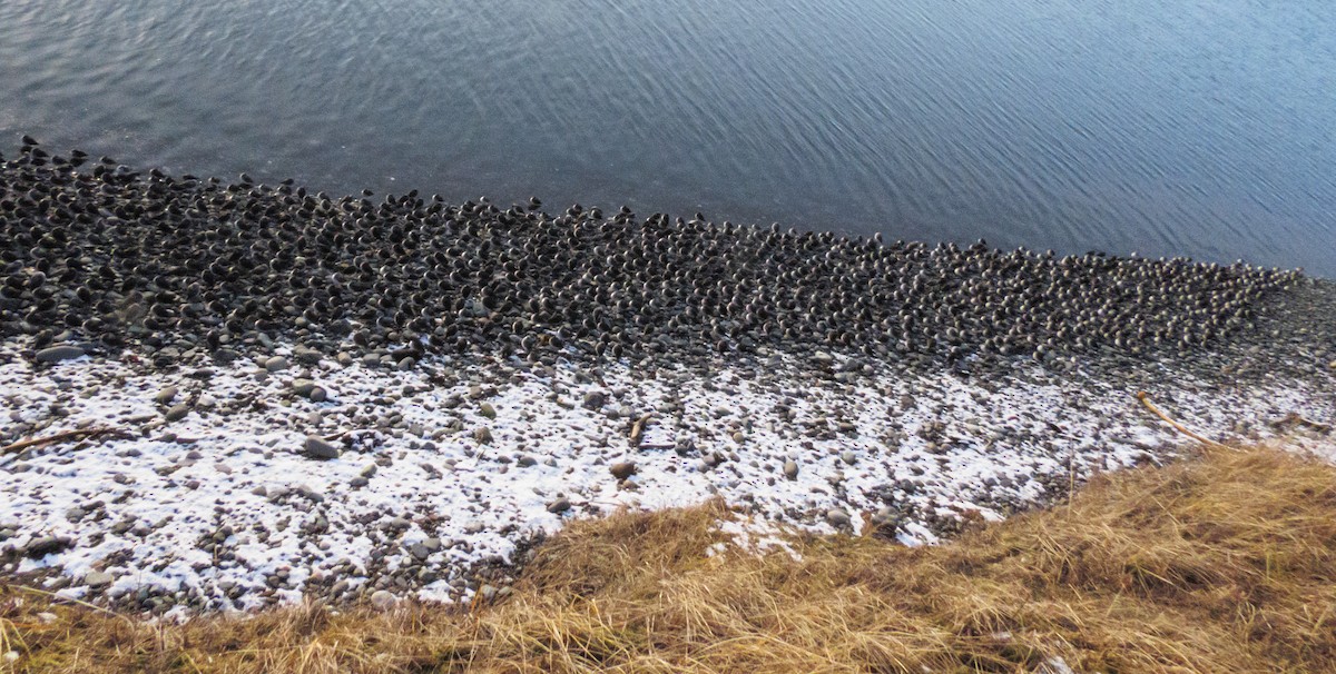 Rock Sandpiper - ML645768892