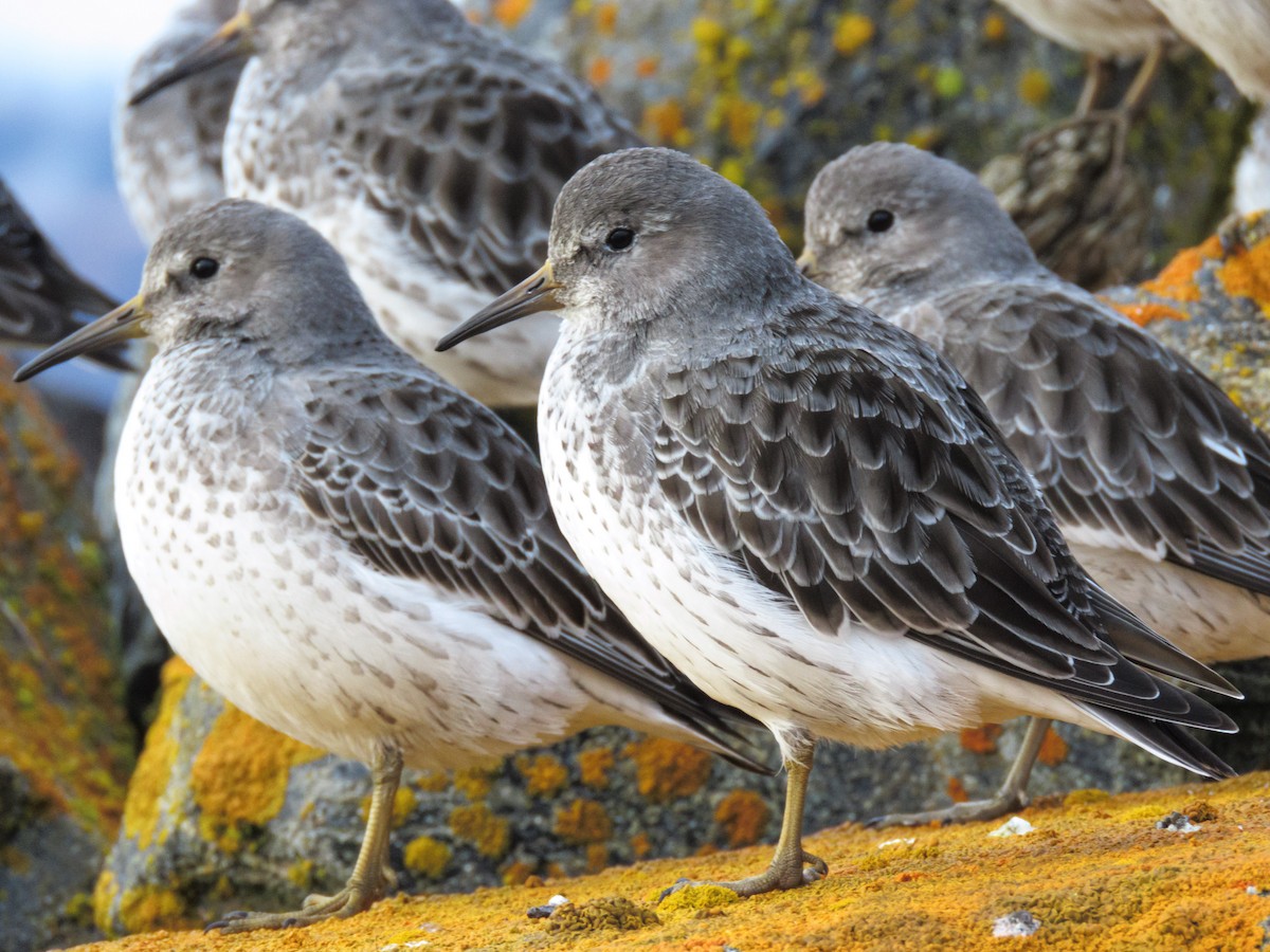 Rock Sandpiper - ML645768893