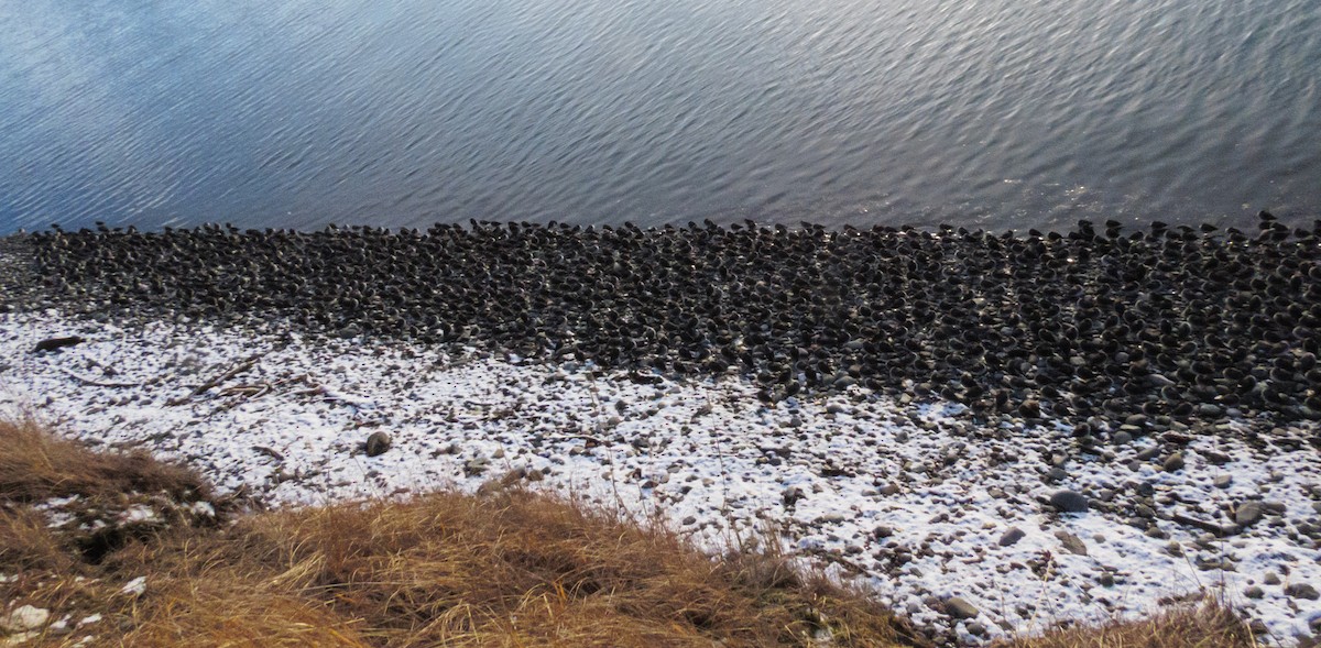 Rock Sandpiper - ML645768894