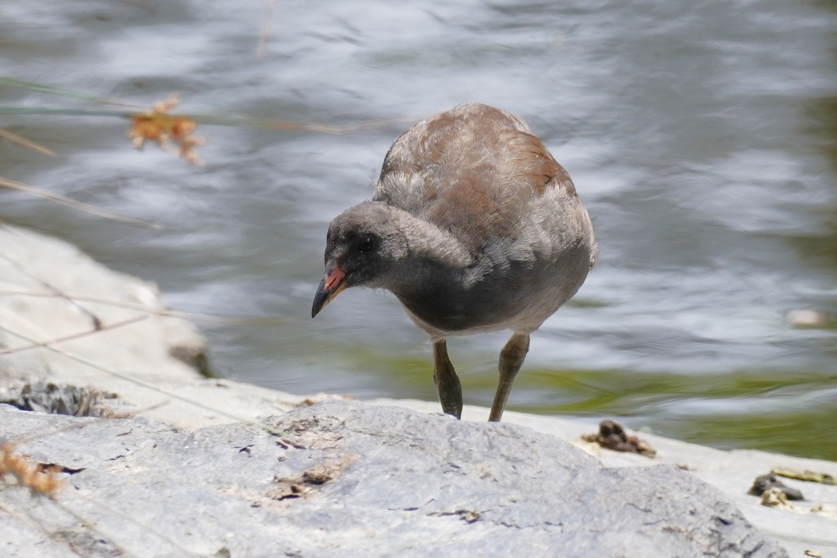 Dusky Moorhen - ML645768895