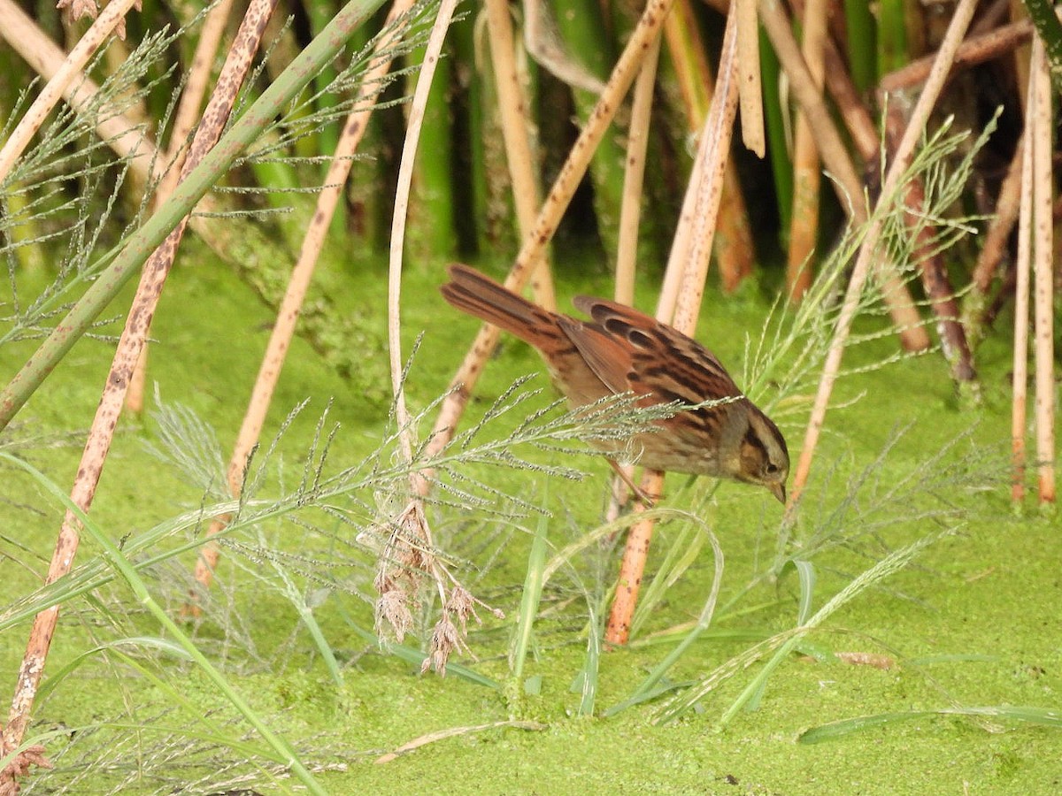 Swamp Sparrow - ML645768897