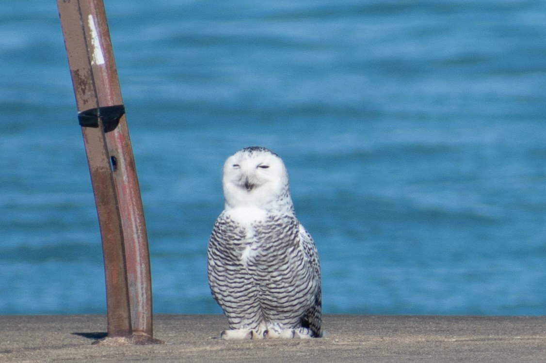 Elur-hontza - ML645768900