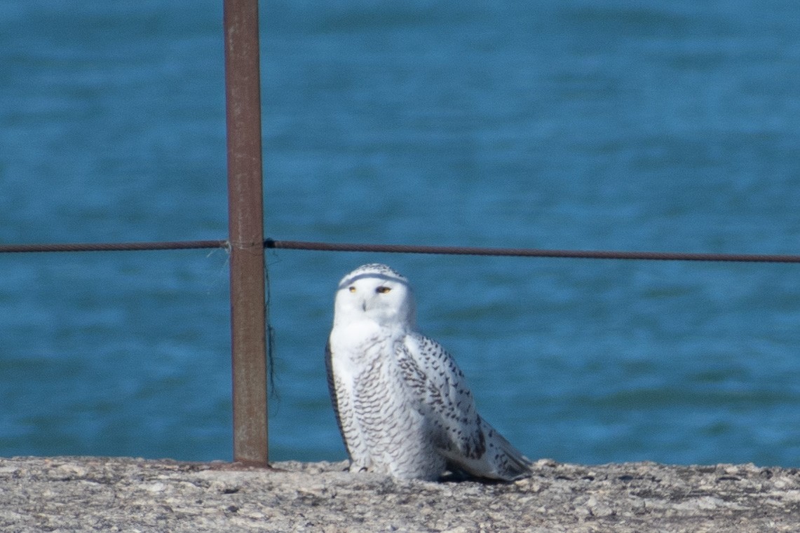 Elur-hontza - ML645768901