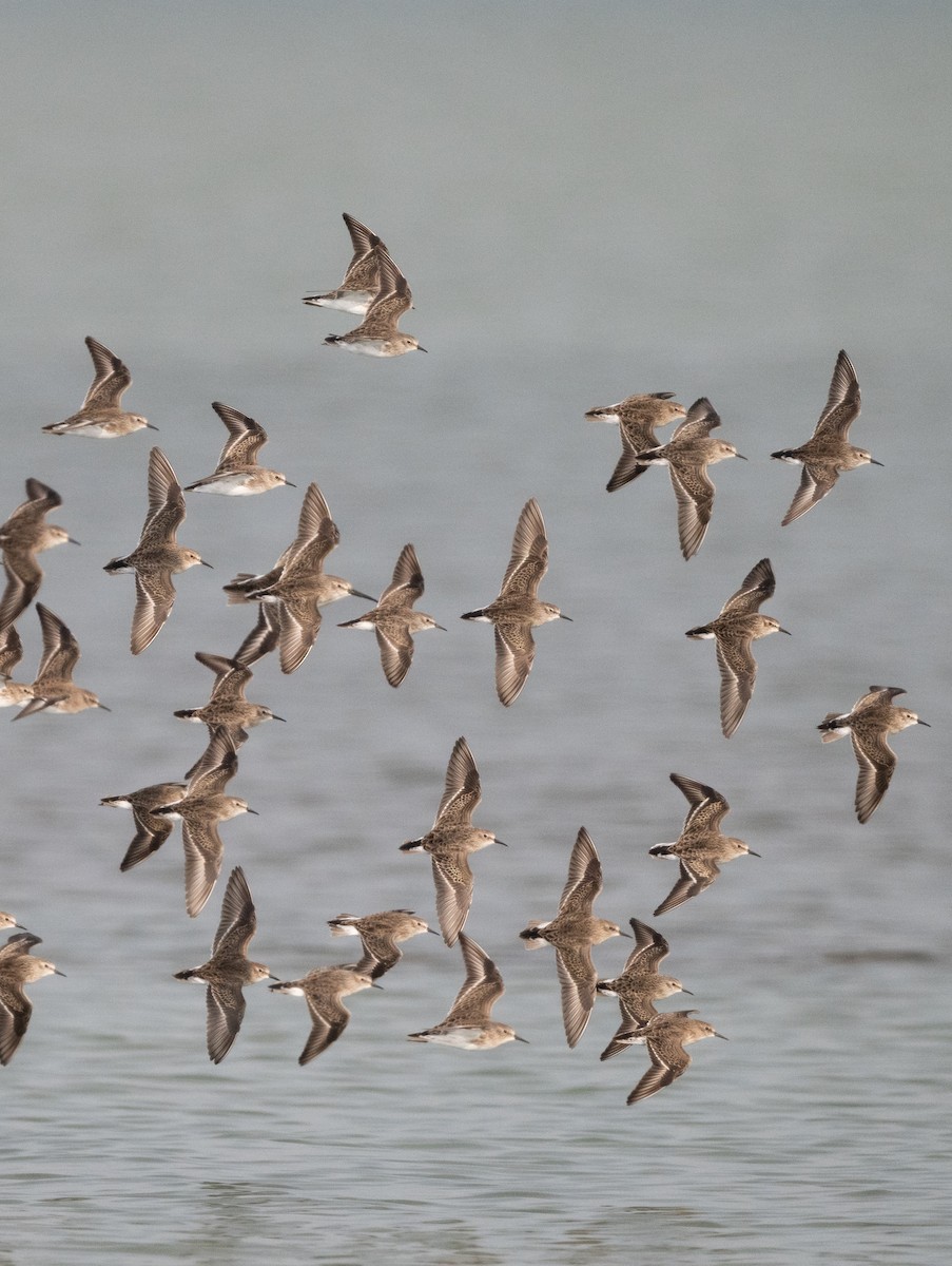 Txirri nanoa - ML645768903