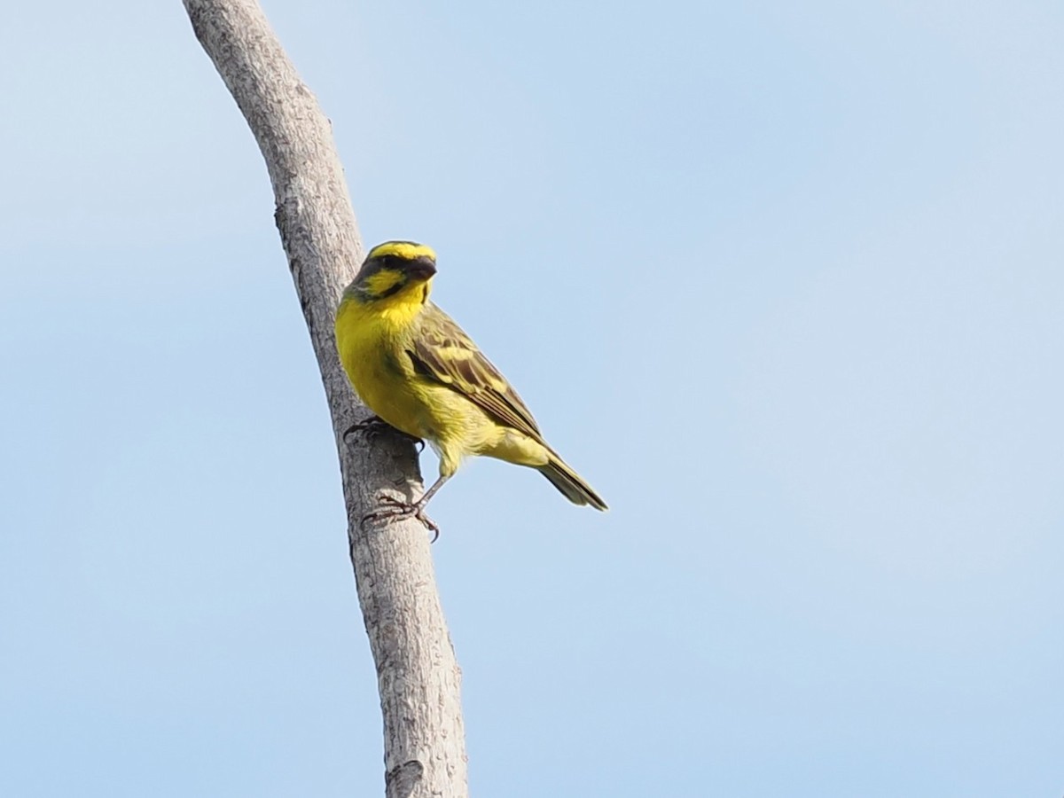 Txortxinta kopetahoria - ML645768904