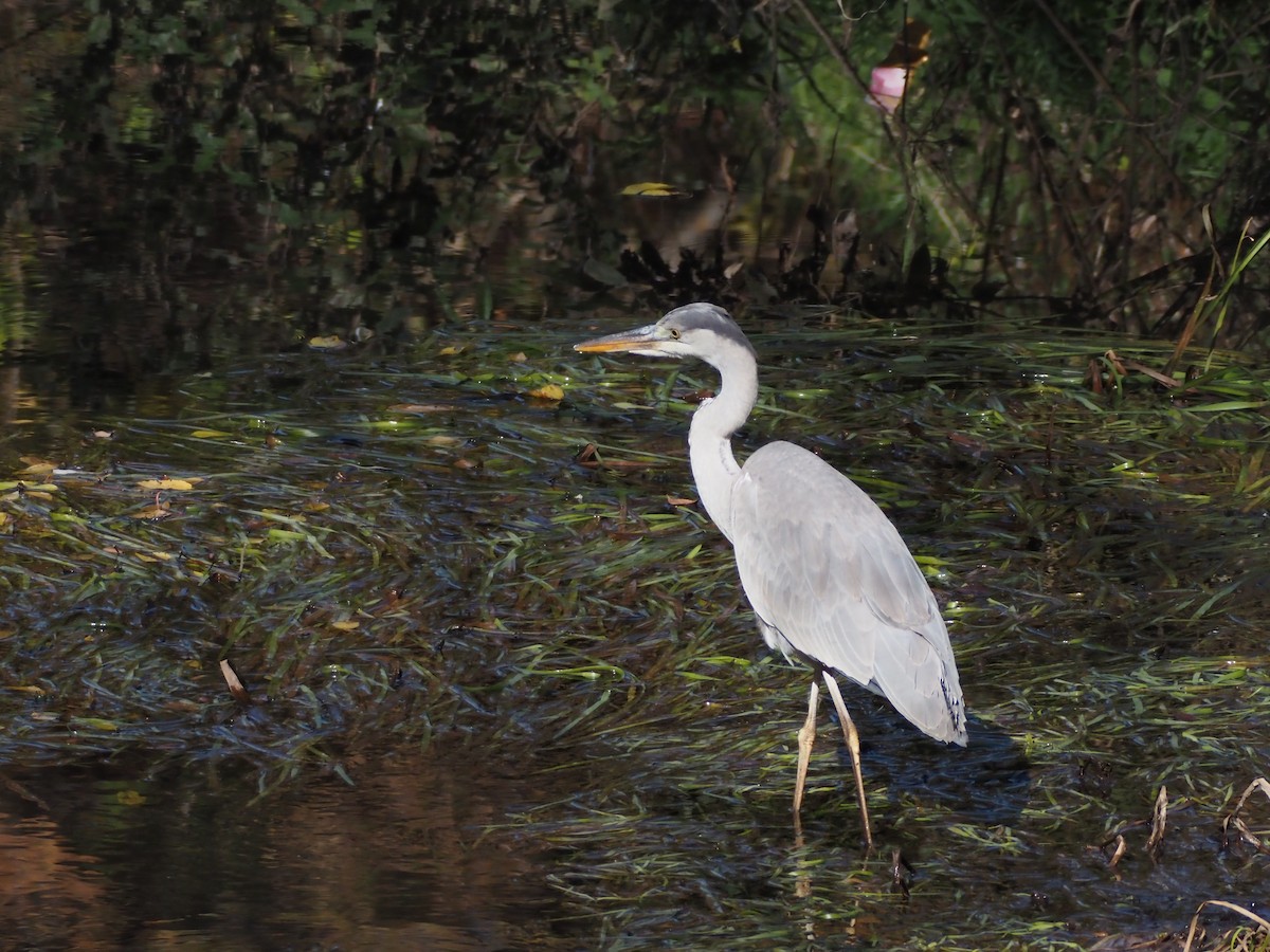 Koartza hauskara - ML645768905