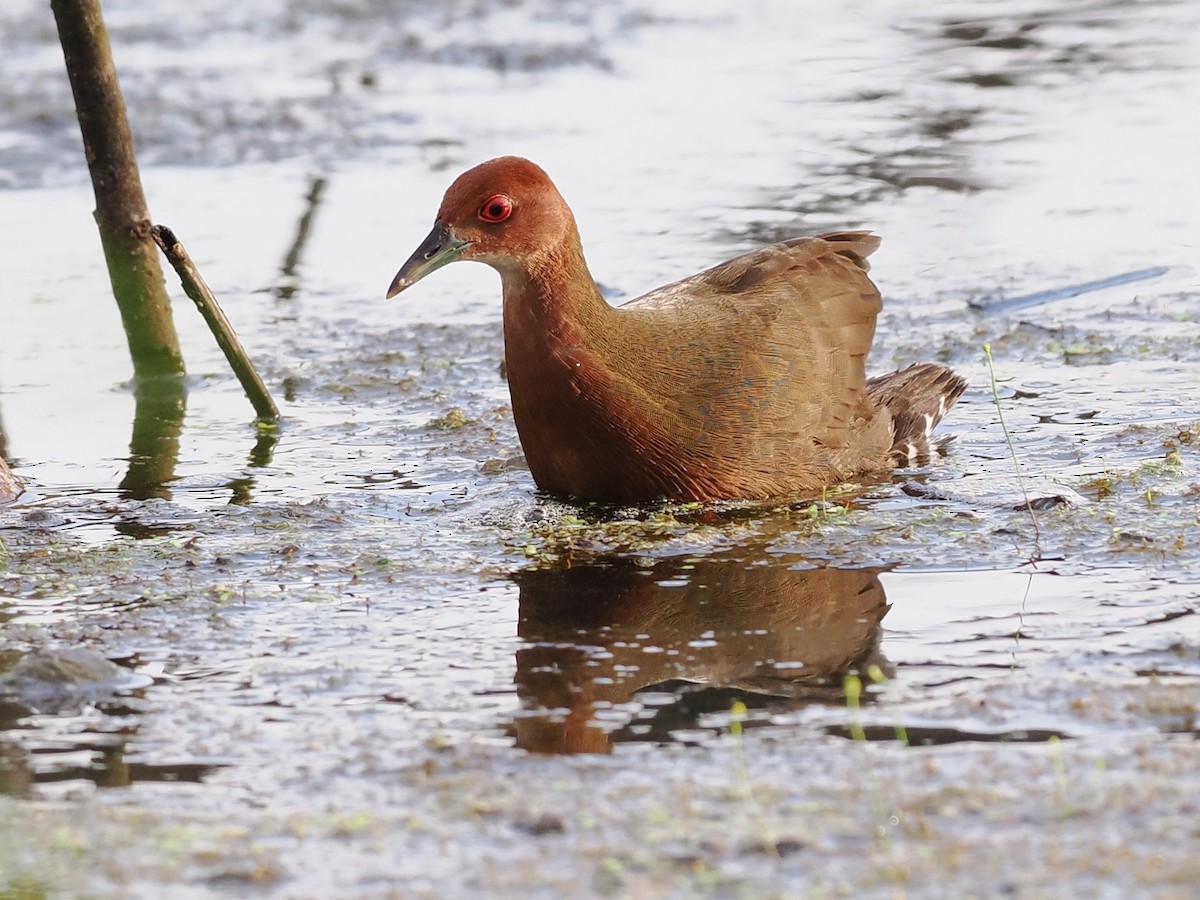 Ruddy-breasted Crake - ML645768907