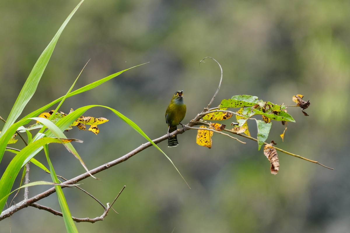 Taiwan Liocichla - ML645768909