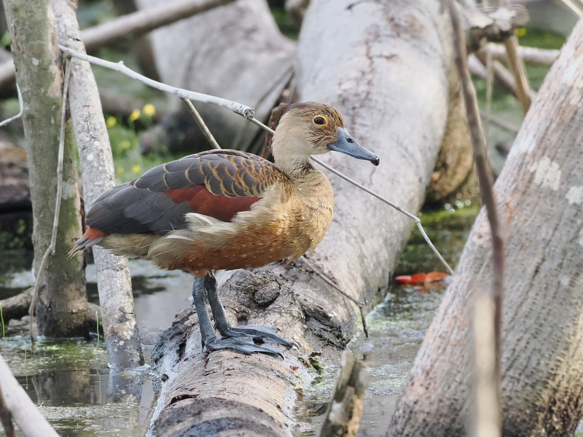 Zuhaitz-ahate javatarra - ML645768910