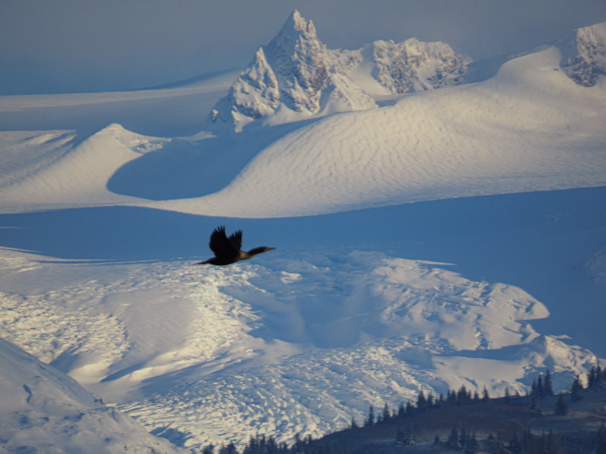 Ubarroi belarriduna - ML645768911