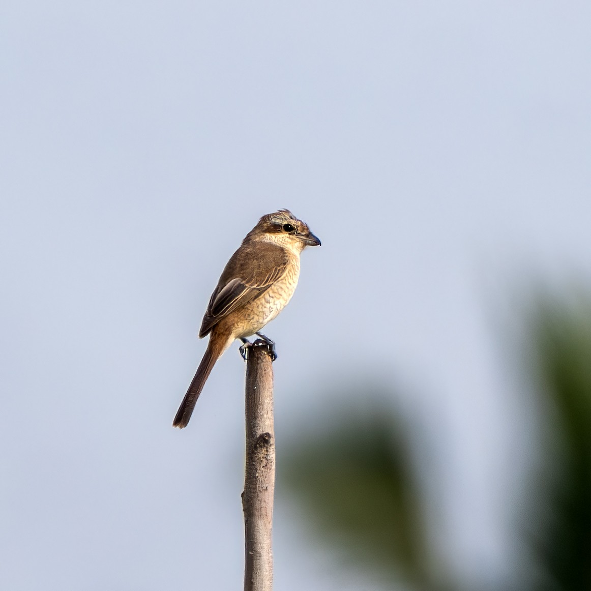 Antzandobi arrea - ML645768912