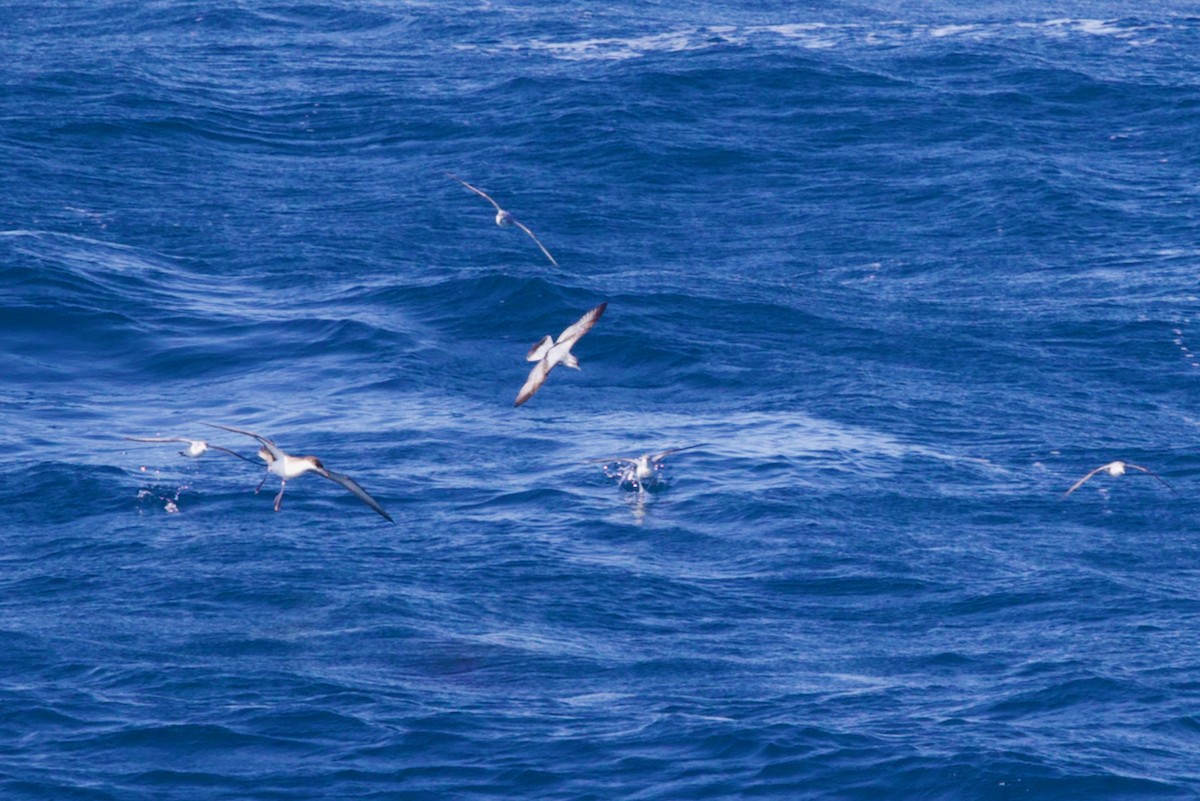 Prioi mokolaburra - ML645768915