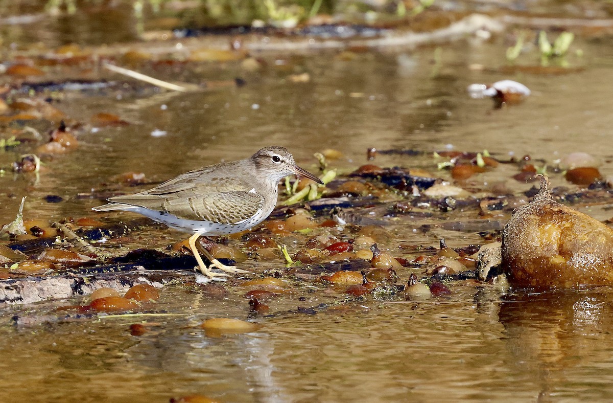 Kuliska orbanduna - ML645768919