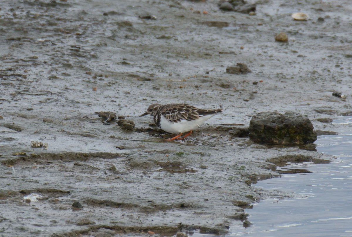 Harri-iraulari arrunta - ML645768921