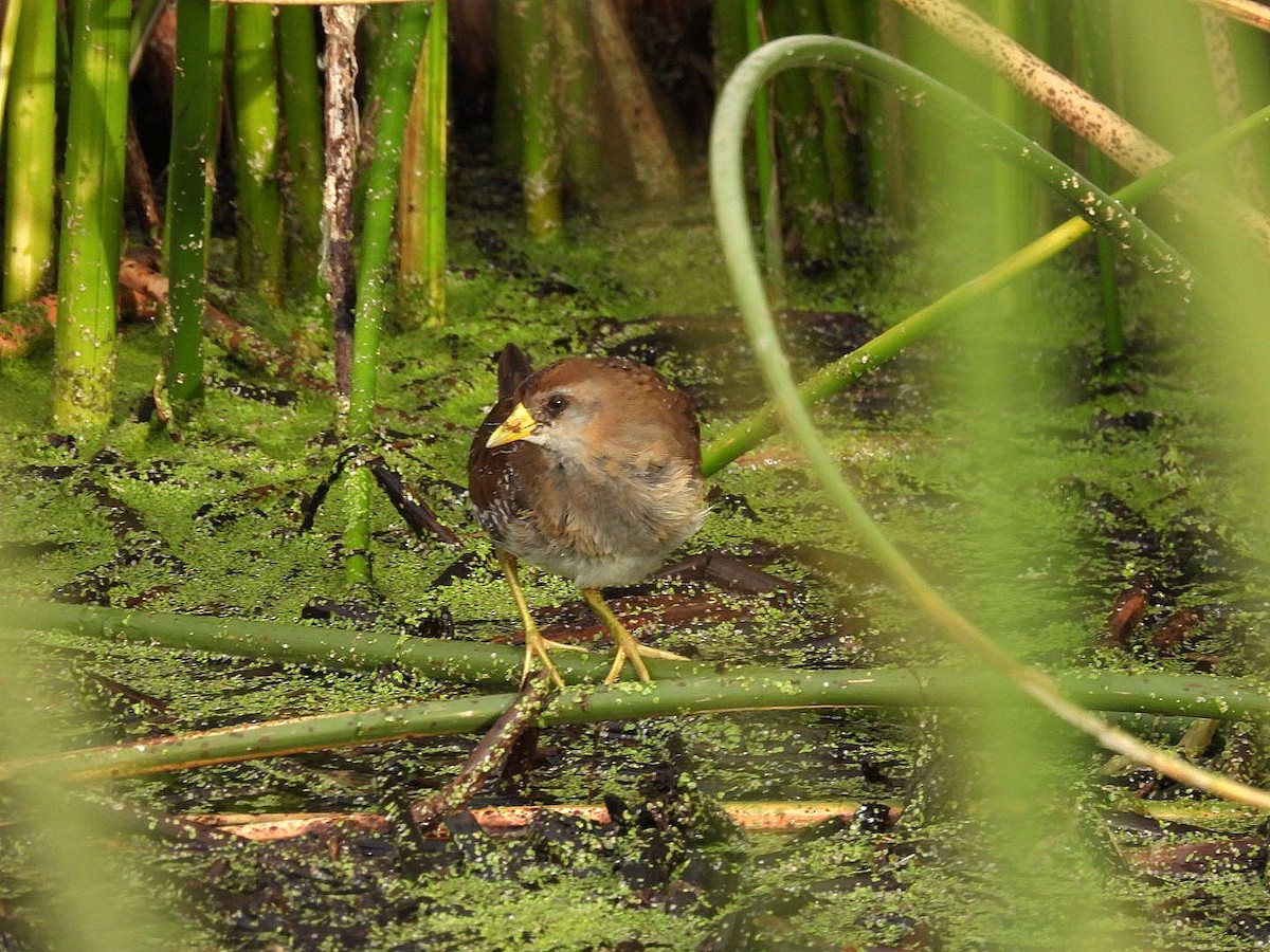 Sora uroilanda - ML645768922