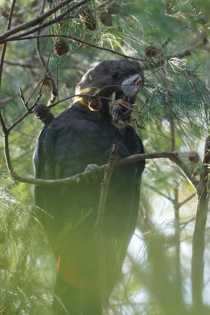 Glossy Black-Cockatoo - ML645768924
