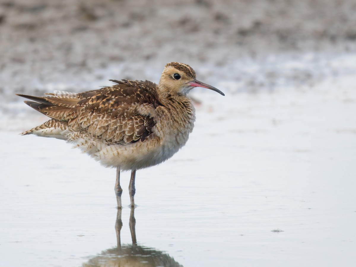 Kurlinta txikia - ML645768925