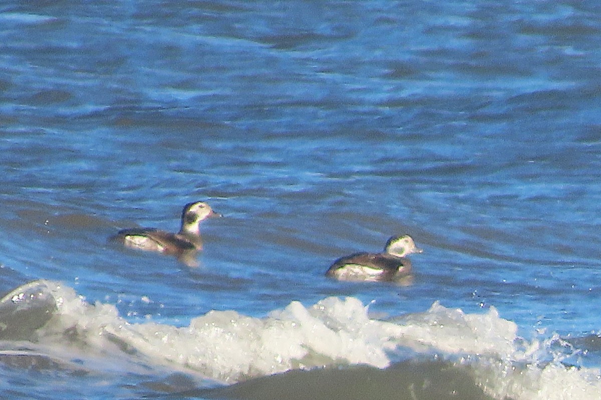 Izotz-ahatea - ML645768928