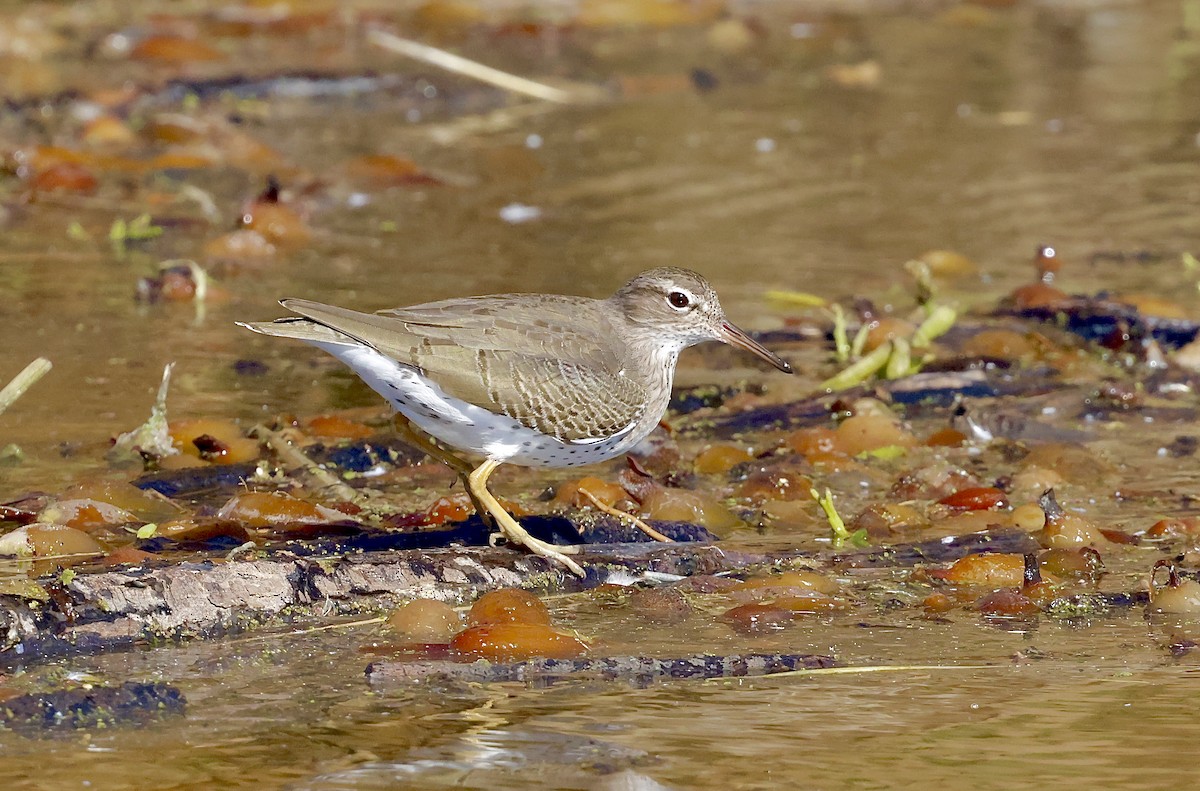 Kuliska orbanduna - ML645768929