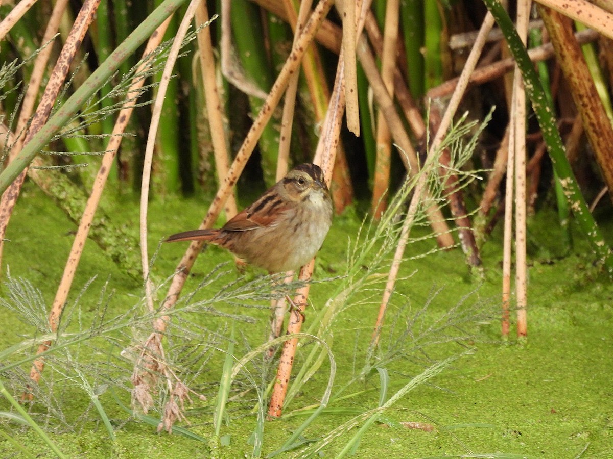 Swamp Sparrow - ML645768930