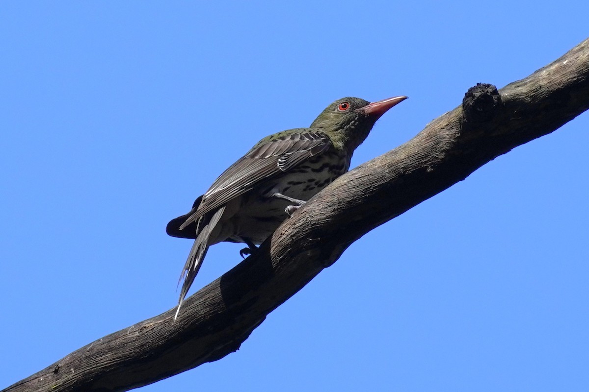 Olive-backed Oriole - ML645768931