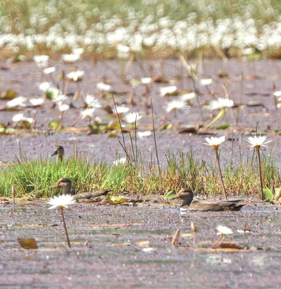 Бор нугас - ML645768944