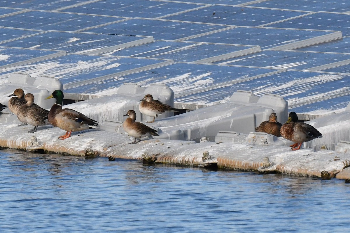 gulkinnand - ML645768952