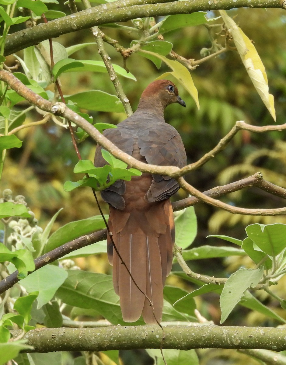 Maronentaube - ML645768954