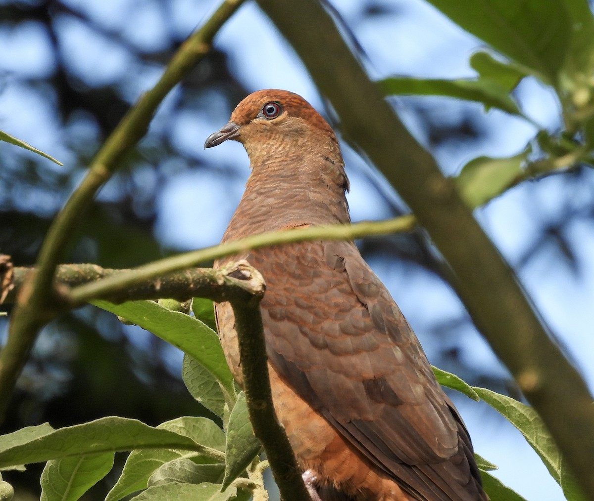 Maronentaube - ML645768955