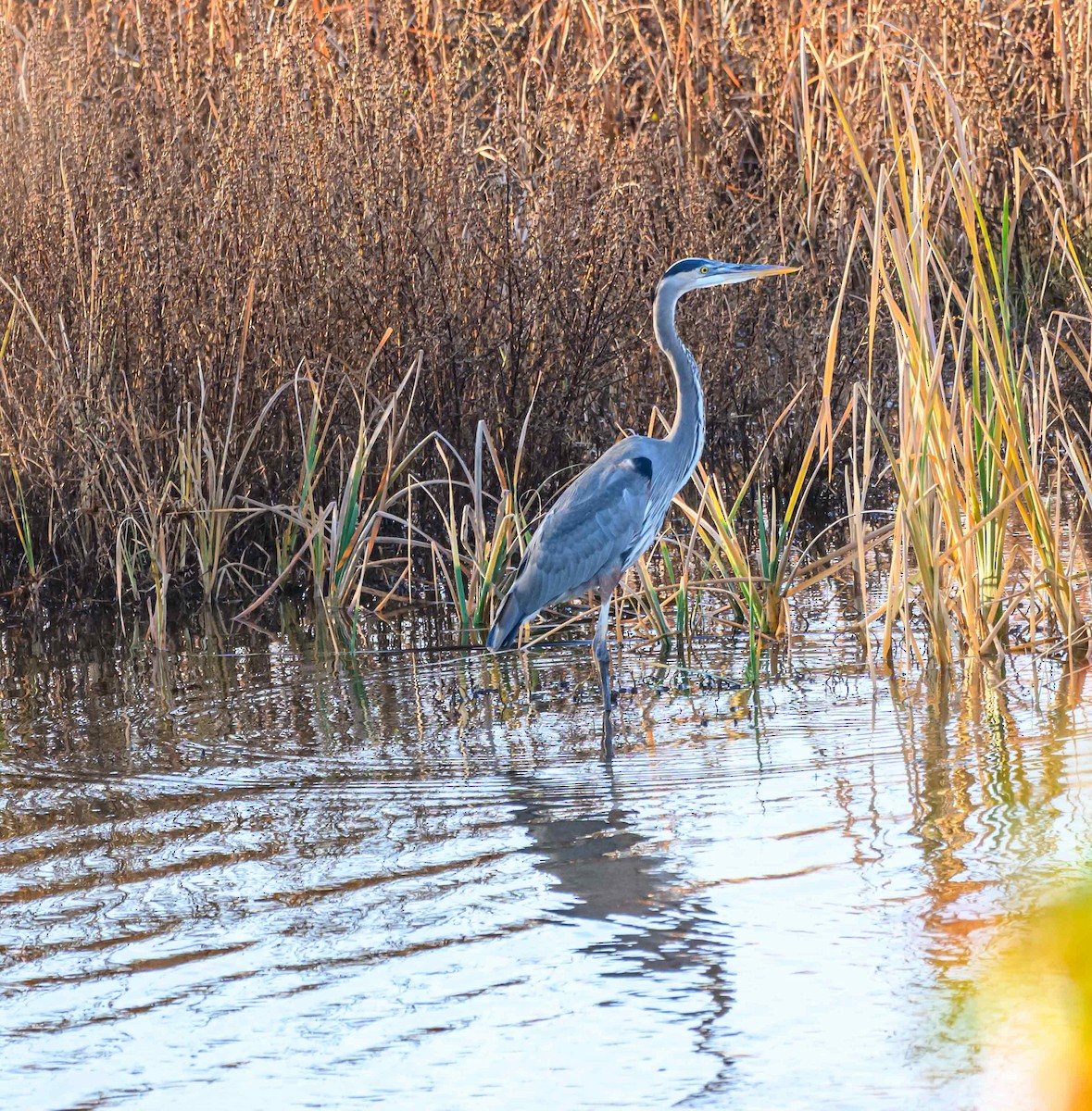 Great Blue Heron - ML645768956