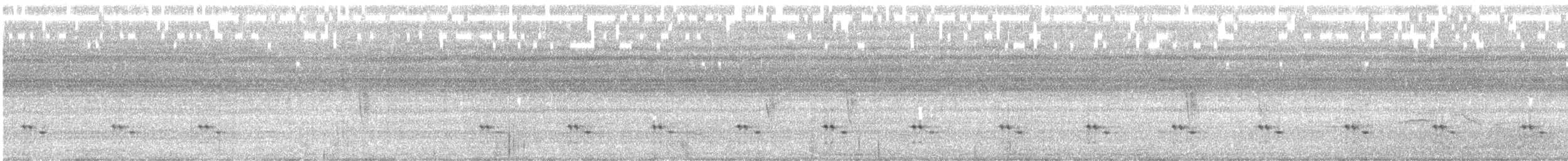 Пёстрая зебрина - ML645768957