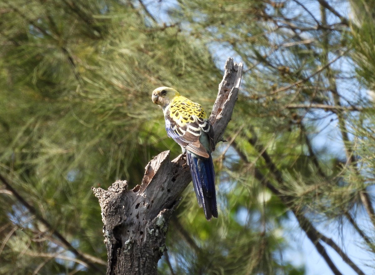 ホオアオサメクサインコ - ML645768962