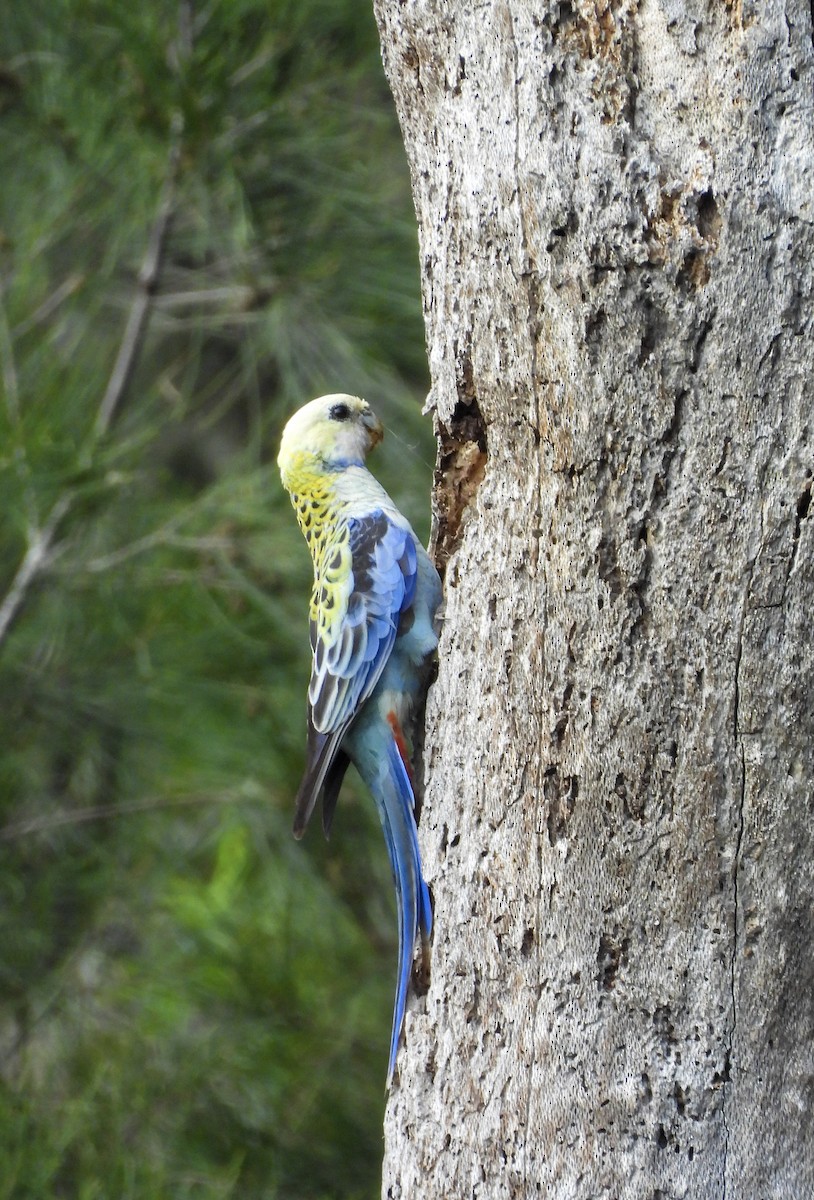 ホオアオサメクサインコ - ML645768963