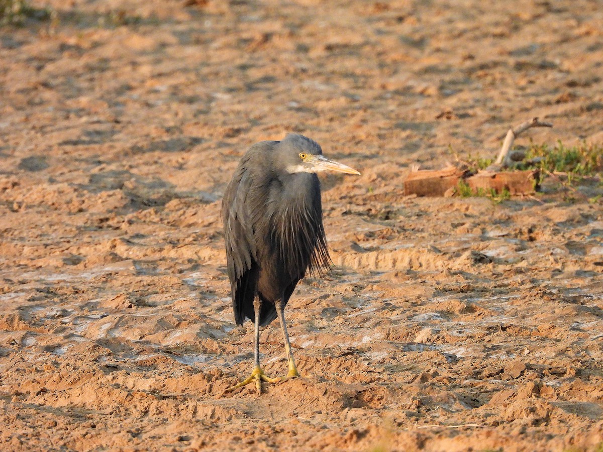Aigrette à gorge blanche - ML645768964