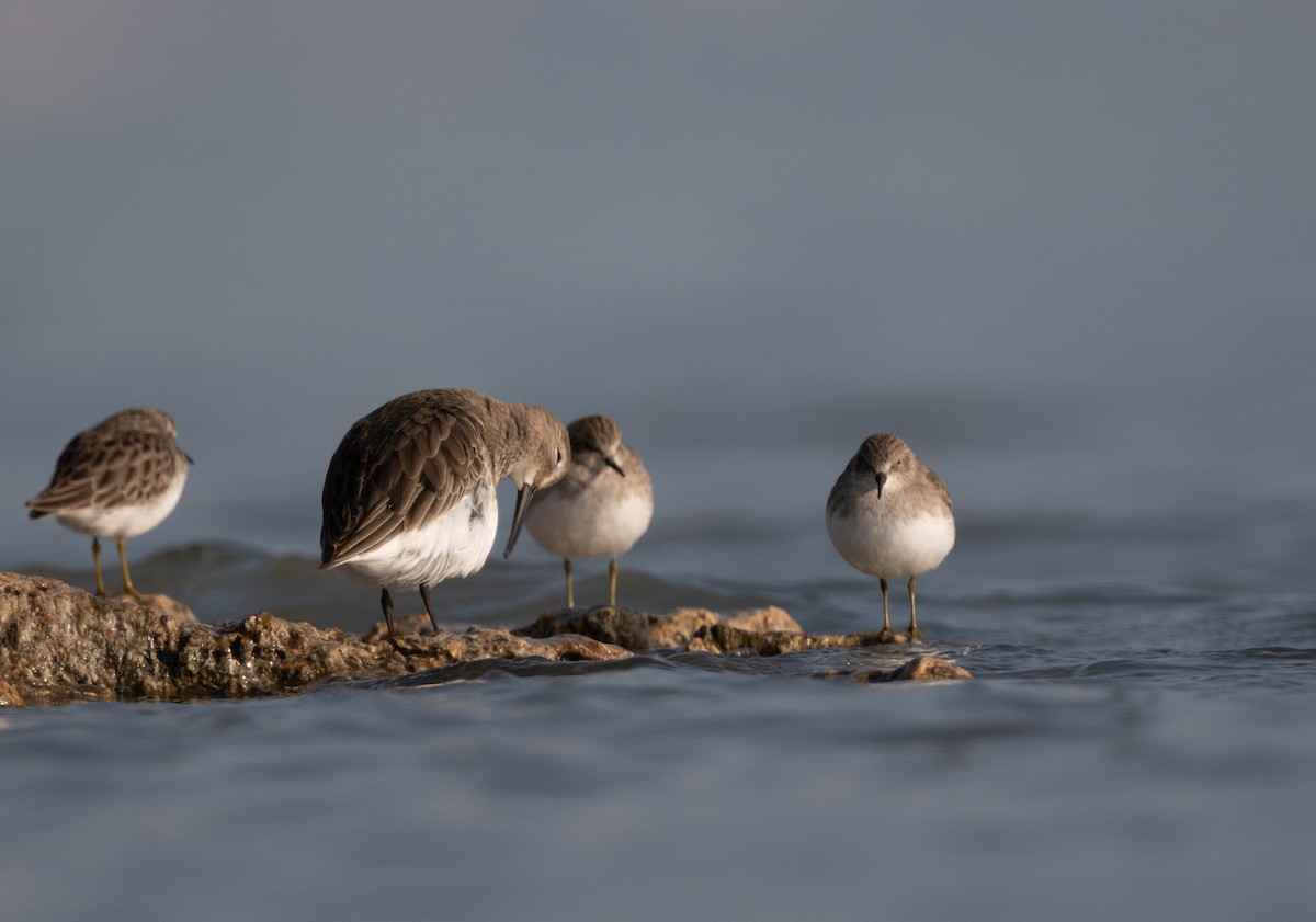 jespák obecný - ML645768966