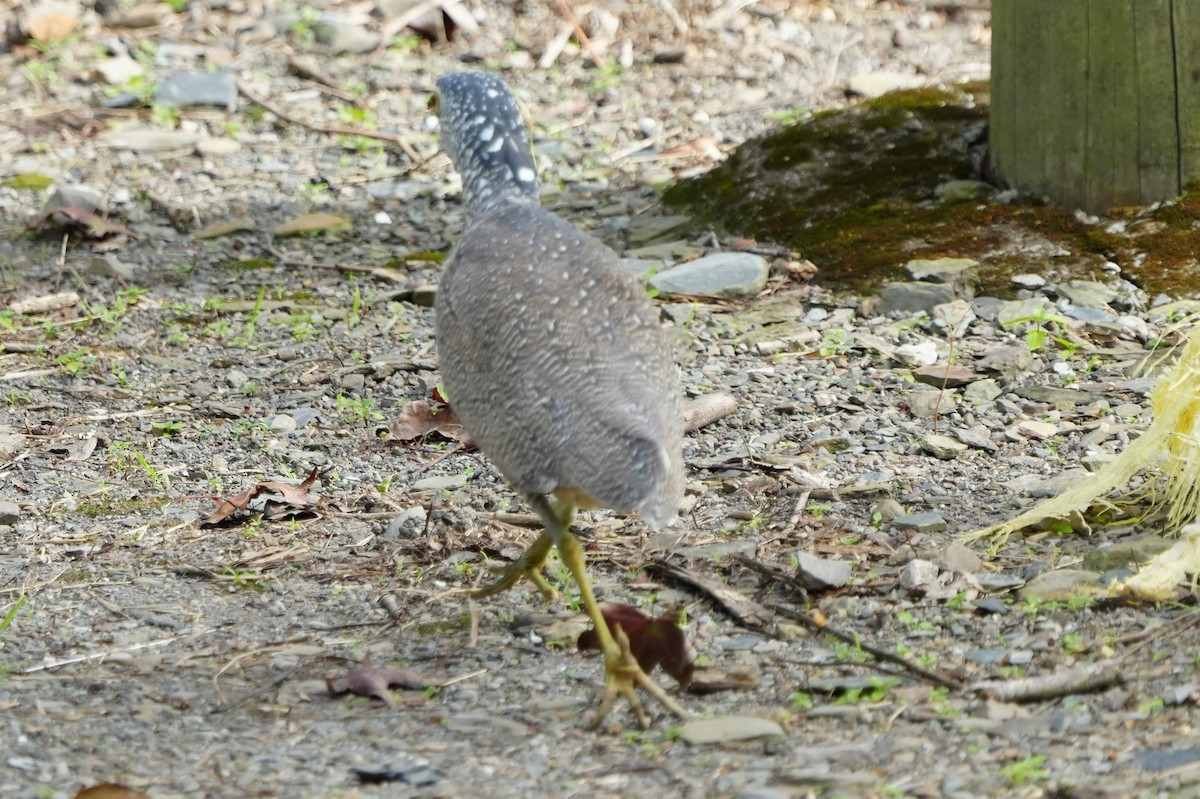 Malay Gece Balıkçılı - ML645768973