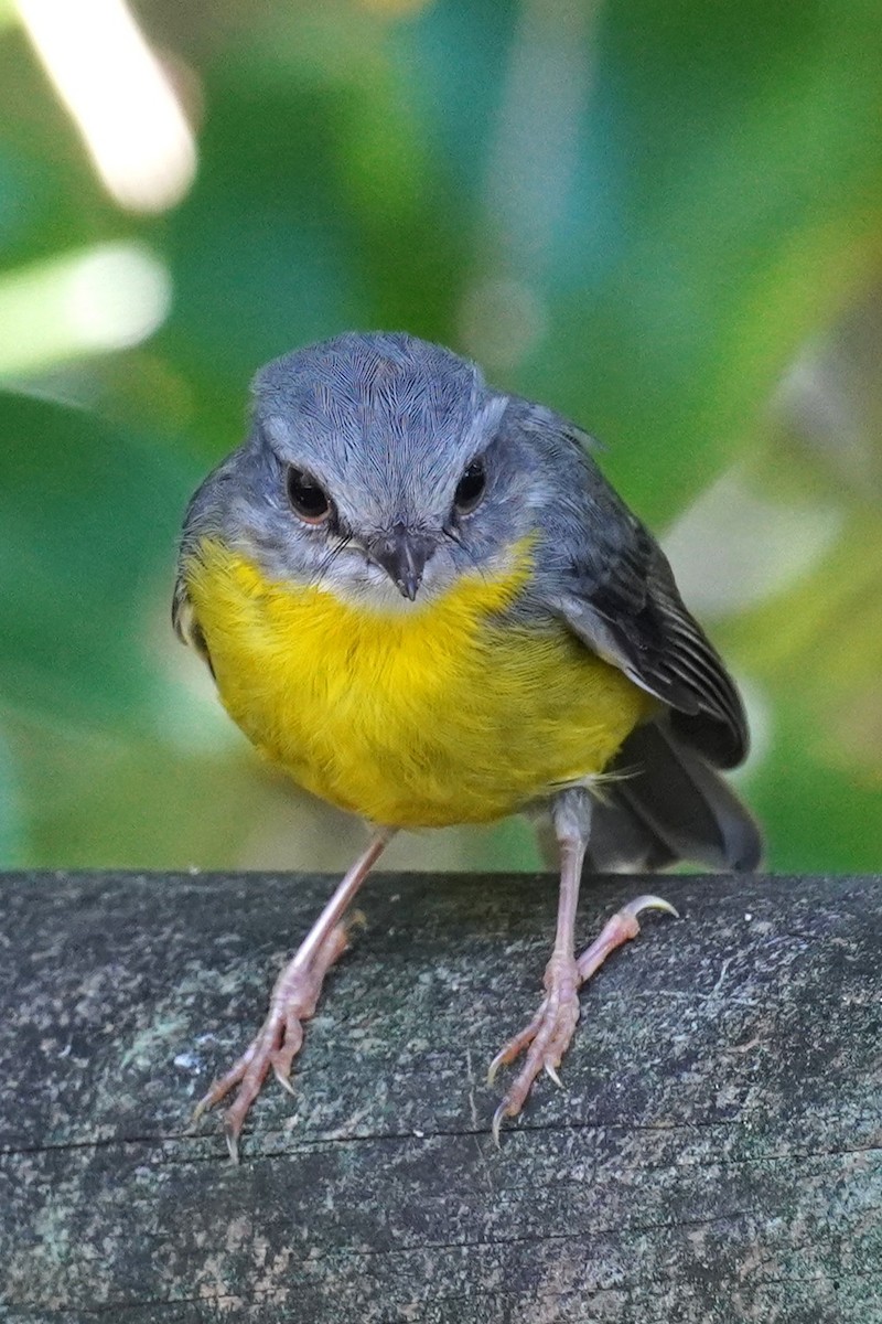 Doğulu Sarı Bülbül - ML645768978