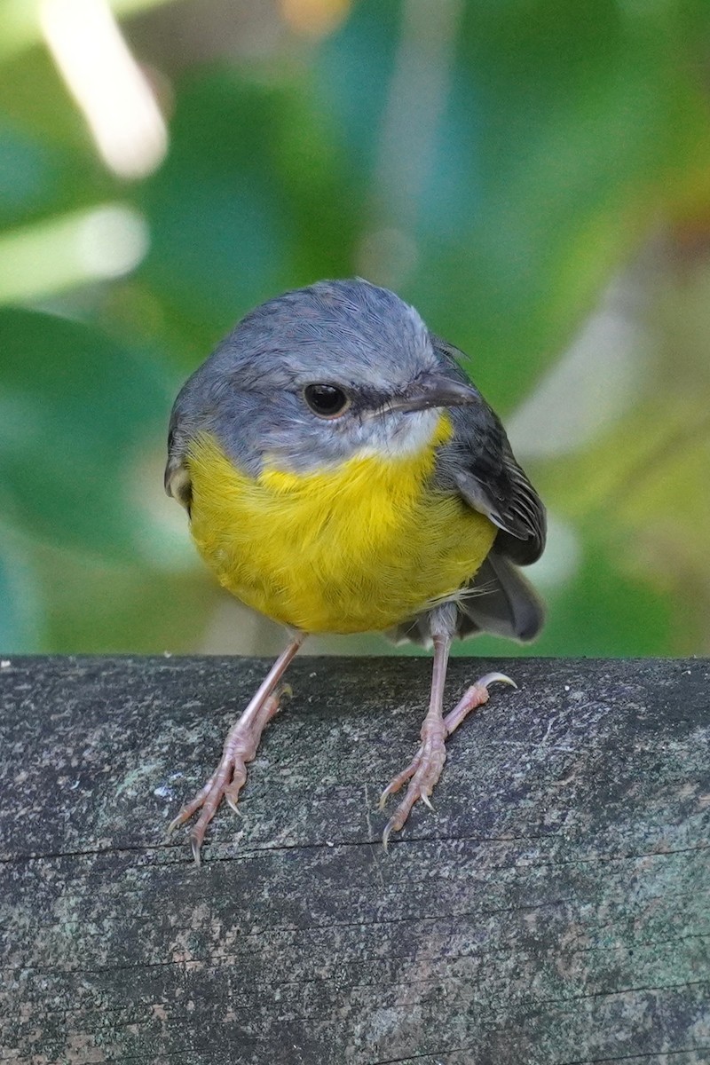 Doğulu Sarı Bülbül - ML645768979