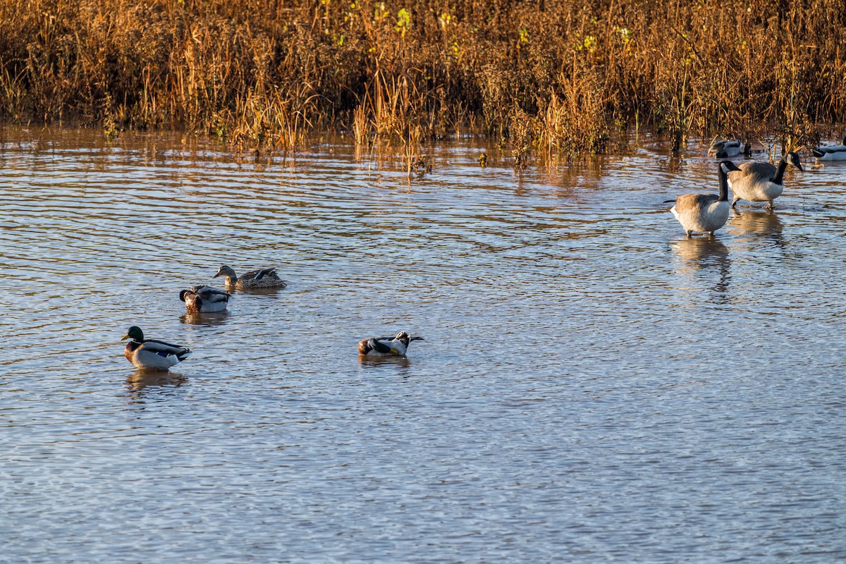 Mallard - ML645768985