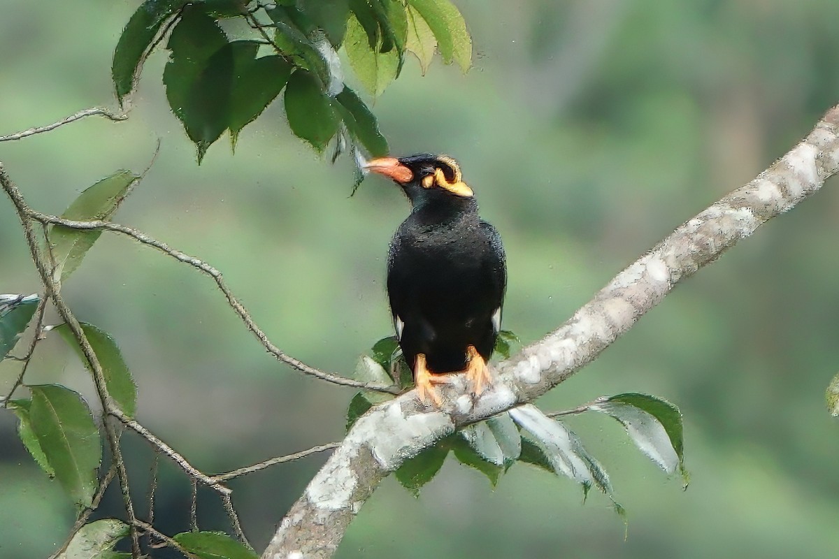 Индийская майна - ML645768993