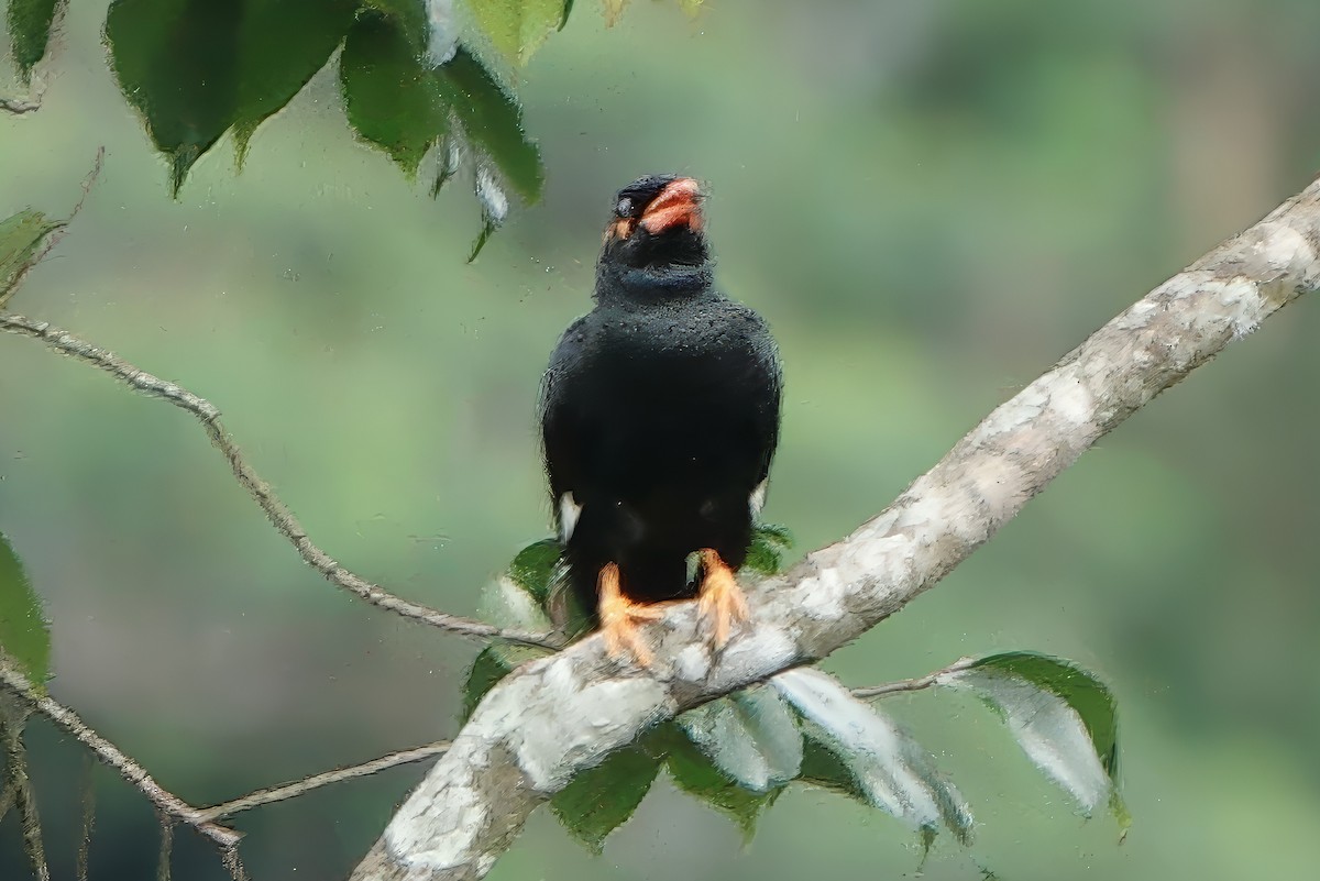 Индийская майна - ML645768994