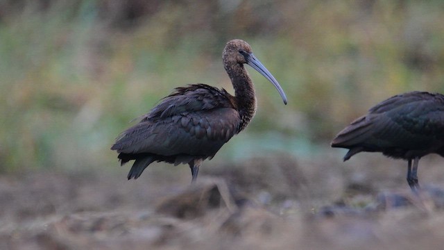 bronseibis - ML645769000