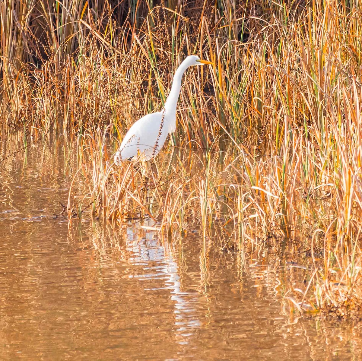 Garceta Grande - ML645769009