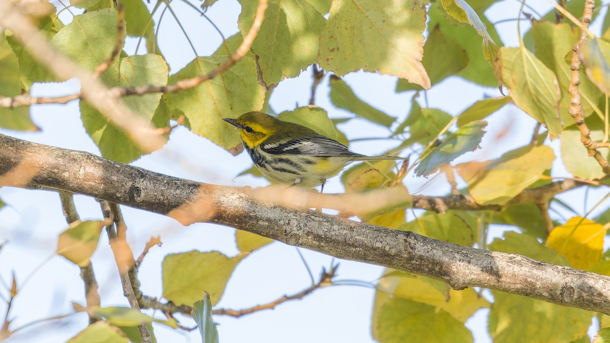 Black-throated Green Warbler - ML645769011
