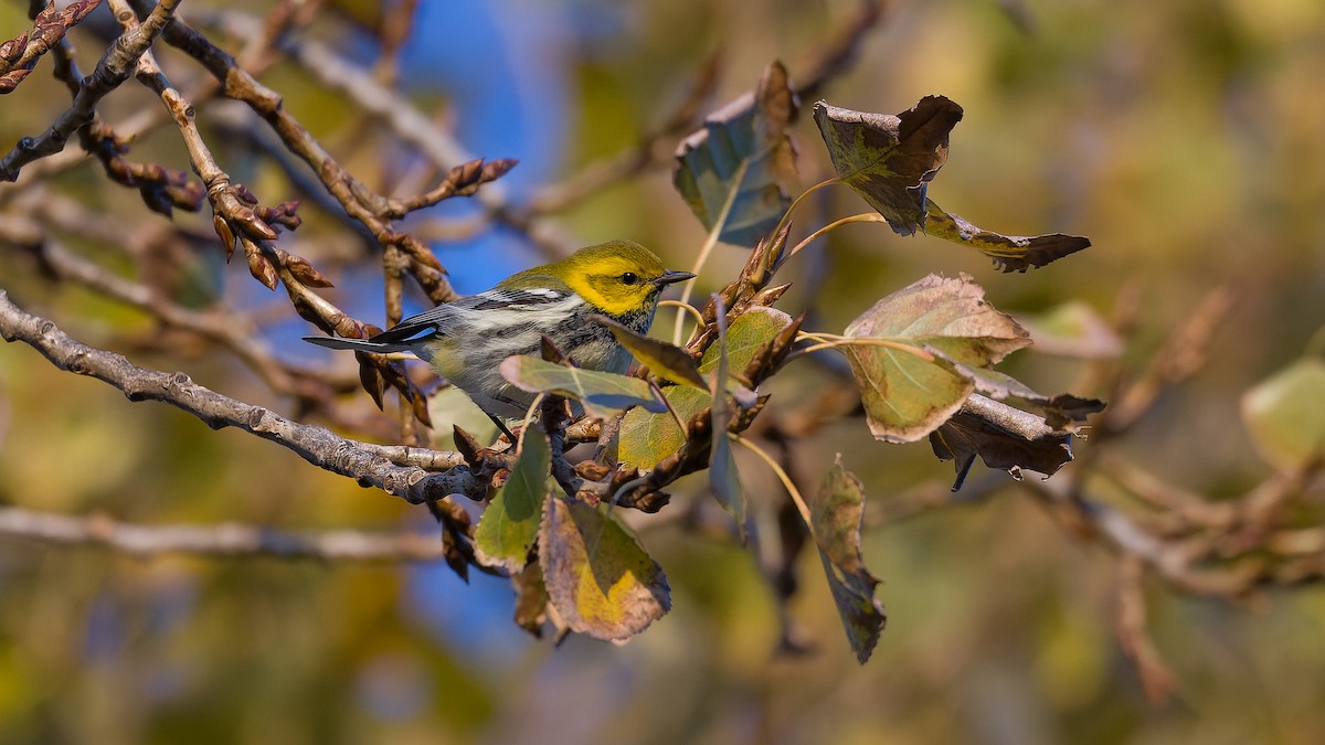 Black-throated Green Warbler - ML645769012