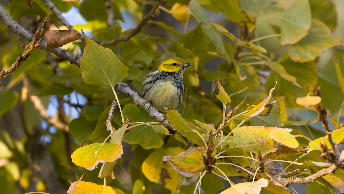 Black-throated Green Warbler - ML645769013