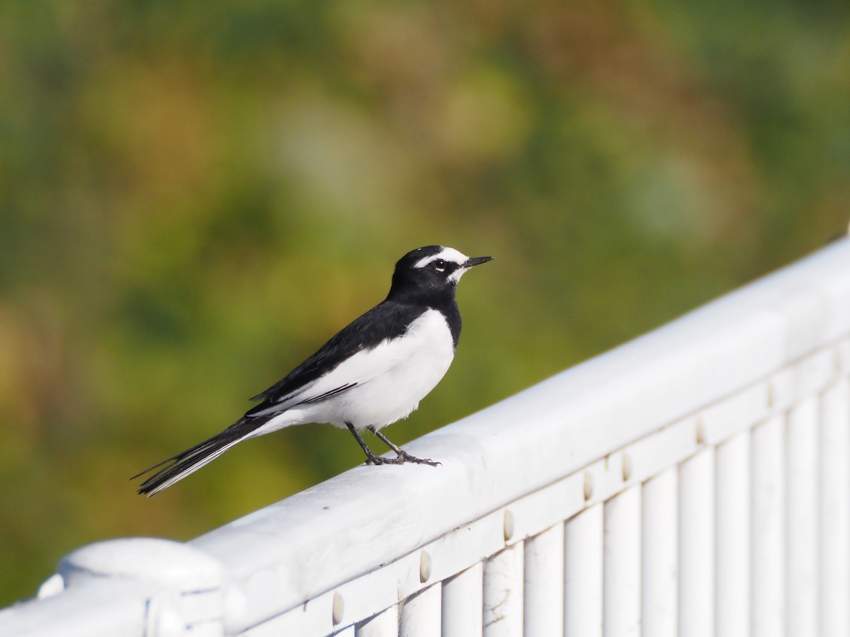 japanerle - ML645769016